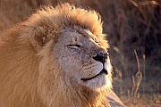 Picture 'KT1_43_11 Lion, Tanzania, Serengeti'